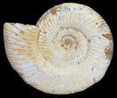 Perisphinctes Ammonite - Jurassic #54235-1
